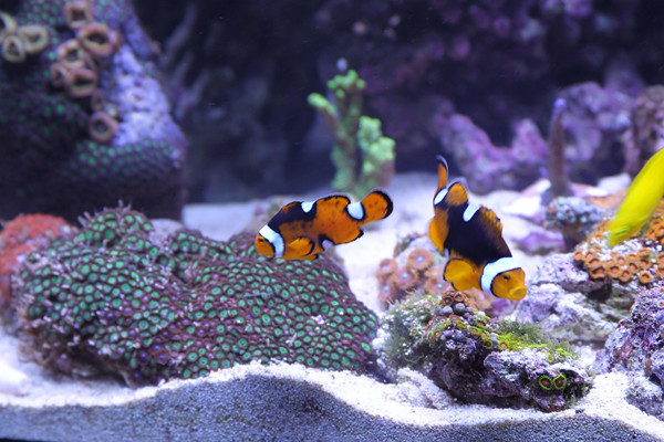 水族鱼缸专用胶